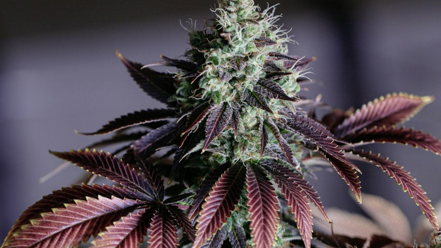 Close-up of a cannabis plant