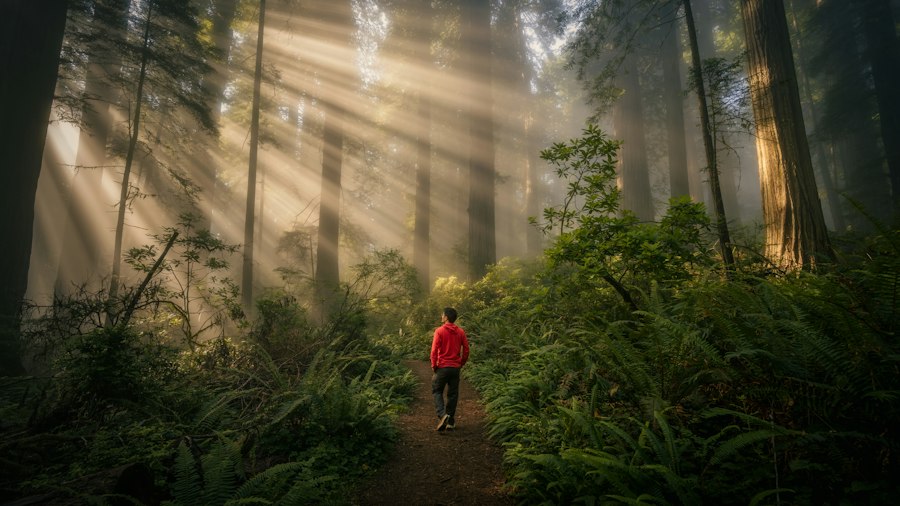Sunlight falling across a forest trail