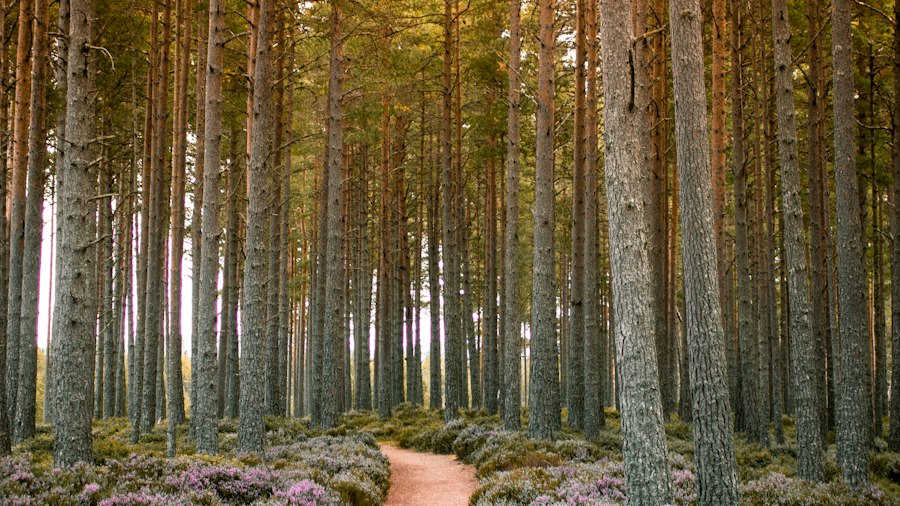 A winding path through tall forest trees